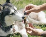 Un experto advierte sobre el suministro de CBD en nuestras mascotas: «Consulta con tu veterinario»
